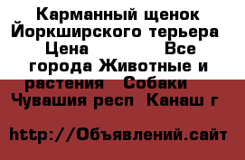 Карманный щенок Йоркширского терьера › Цена ­ 30 000 - Все города Животные и растения » Собаки   . Чувашия респ.,Канаш г.